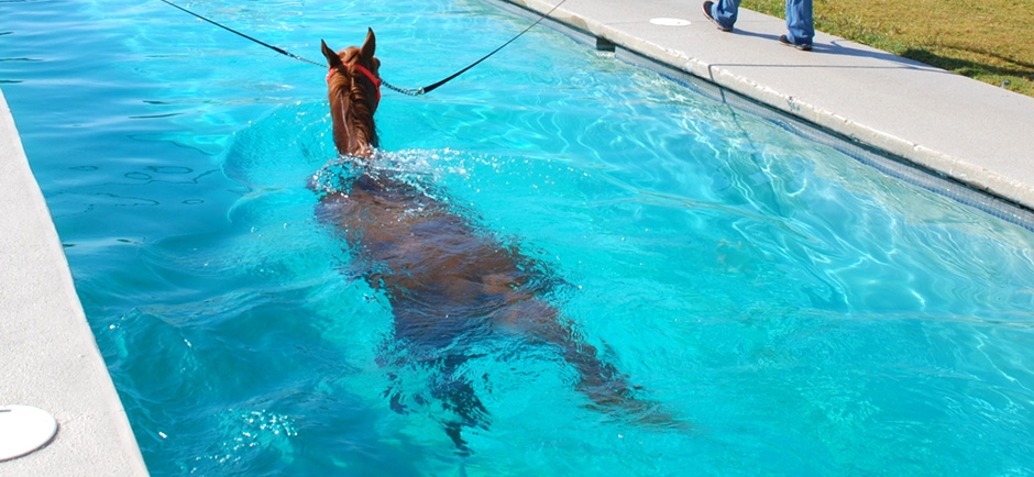 cavalo nadando piscina