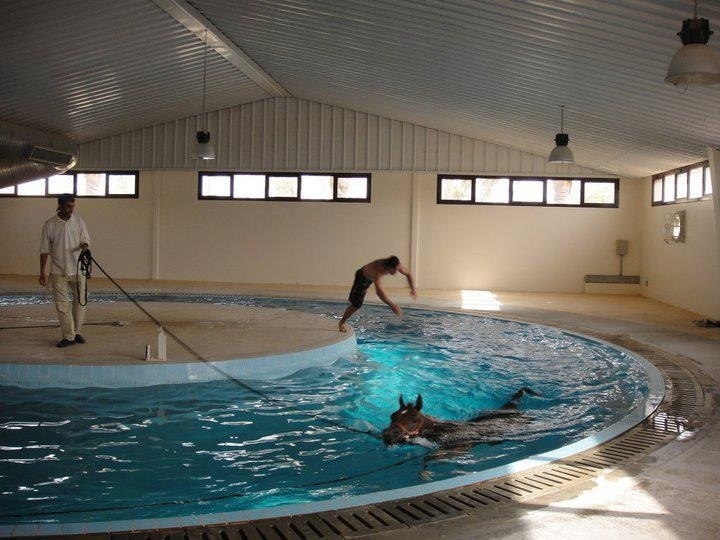 natação tratamento cavalos