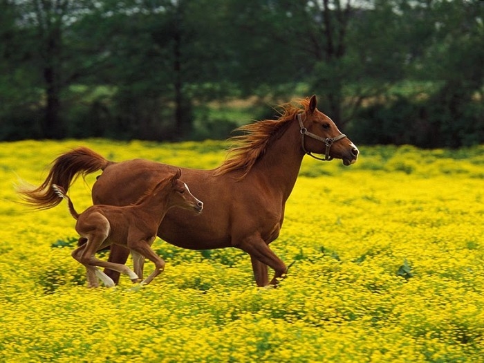 cavalo solto pasto