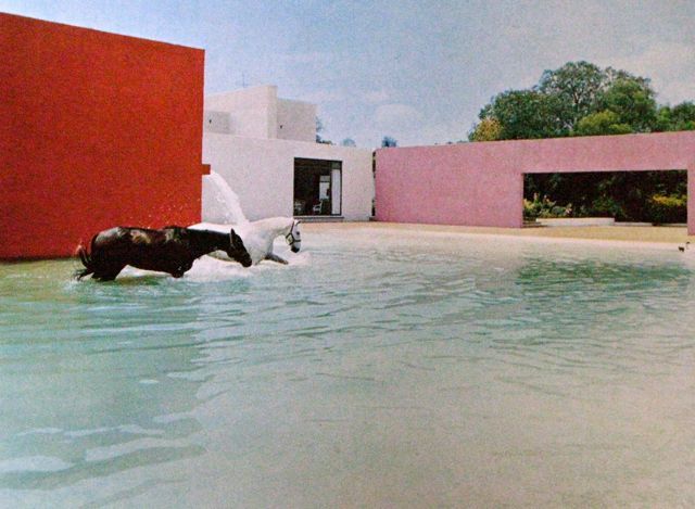 piscina para cavalos
