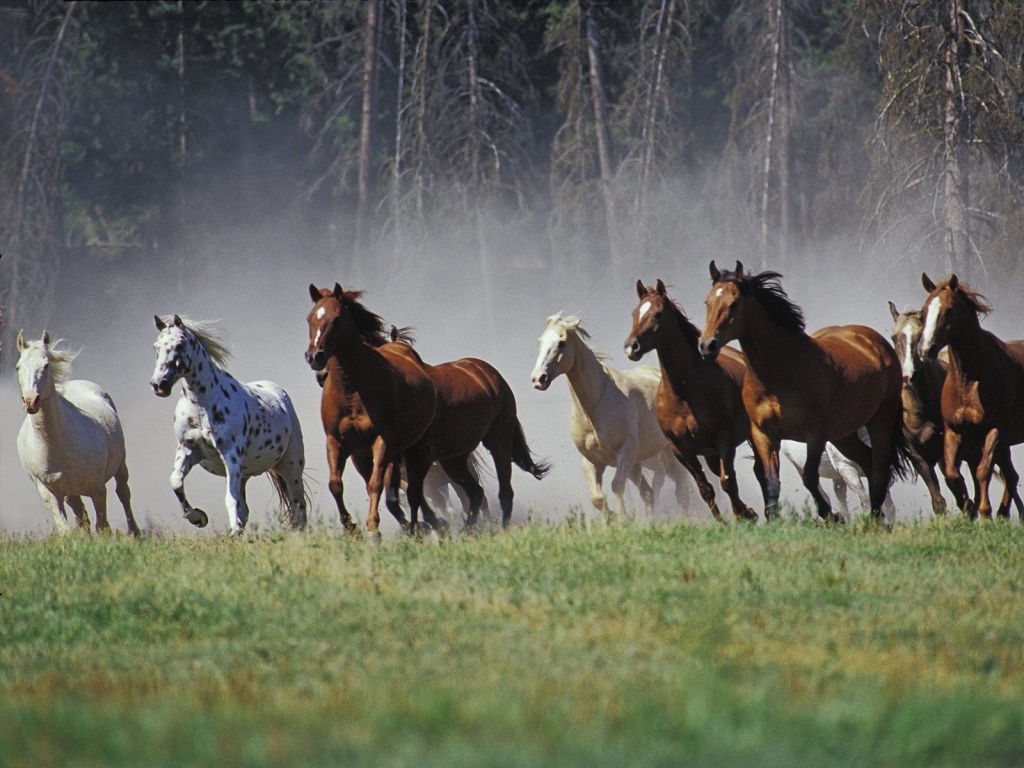 Cavalos em liberdade natureza