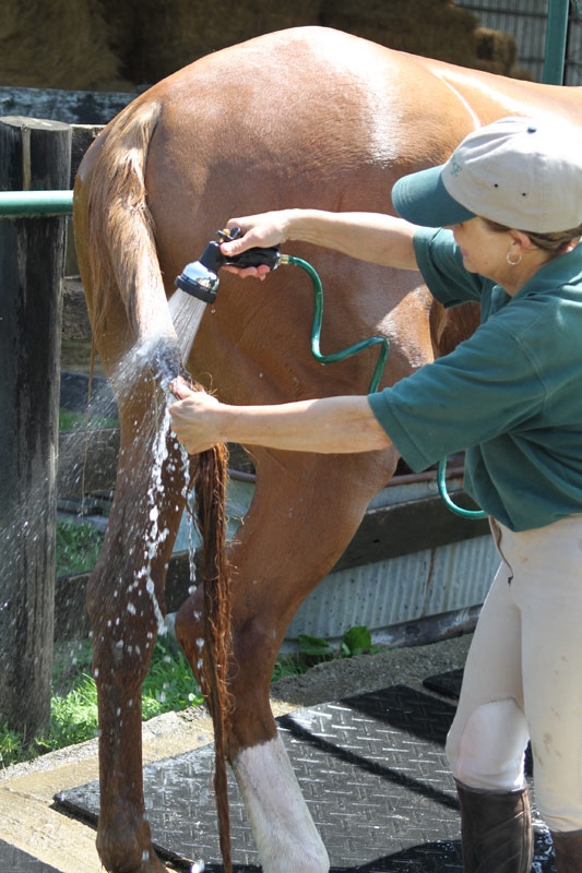 Cavalo toma banho em lava a jato de Goiânia com direito a shampoo