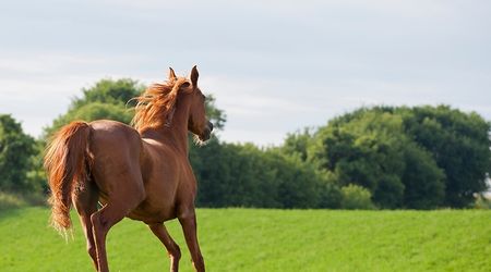 Mantendo cavalos estabulados felizes com estímulos sociais - Arquitetura  Equestre
